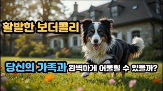 활발한 보더콜리, 당신의 가족과 완벽하게 어울릴 수 있을까?