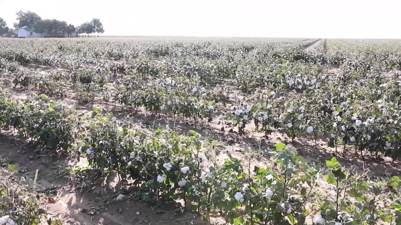 2014 Cotton Production in Lubbock