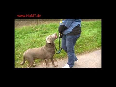 Futtertreiben "auf Saarlndisch" (Hundeerziehung, H...