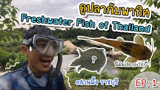 ดูปลากับพาทิศ EP.1 สำรวจปลาครั้งแรกเจอปลาเป็น10ชนิด ที่ลำภาชีตอนกลาง Freshwater fish of Thailand