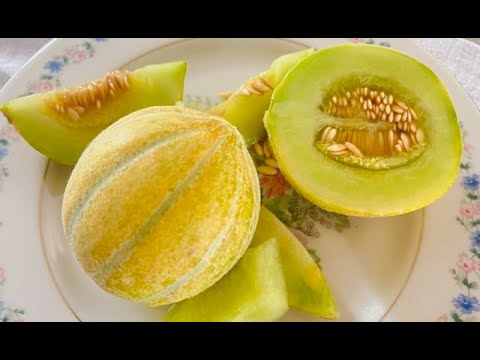 Video: Fordhook Melon Information – Ինչպես աճեցնել Fordhook ձմերուկը այգում