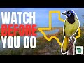 5 thing you need to know before birding in the rio grande valley south texas