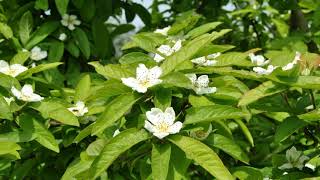 Mosmoans The Last Fruits Of The Year