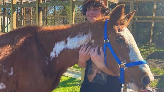 The Largest Animal I’ve Ever Rescued by The Urban Rescue Ranch 635,808 views 3 months ago 10 minutes, 23 seconds