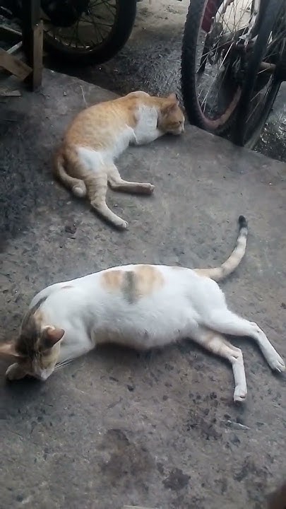 stray Cat Feel At Home YouTube dining-table-size-shape-seating-guide-by-nadine-stay