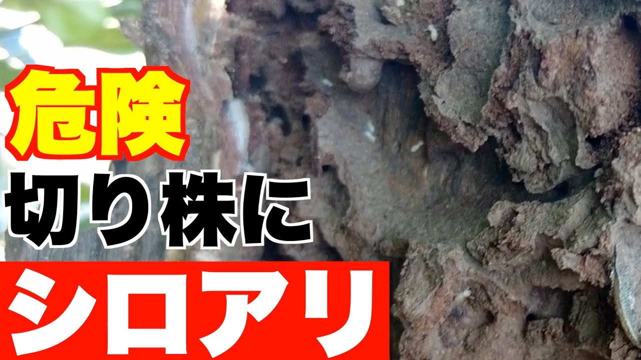 【シロアリ】切り株にシロアリって発生する？