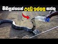 සත්තු මිනිසුන්ගෙන් උදවු ඉල්ලපු අවස්ථා | Animals That Asked People For Help (Part-01)