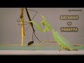 Богомол и ранатра. Медитативное сравнение однотипных хищников воды и суши // Clever Cricket