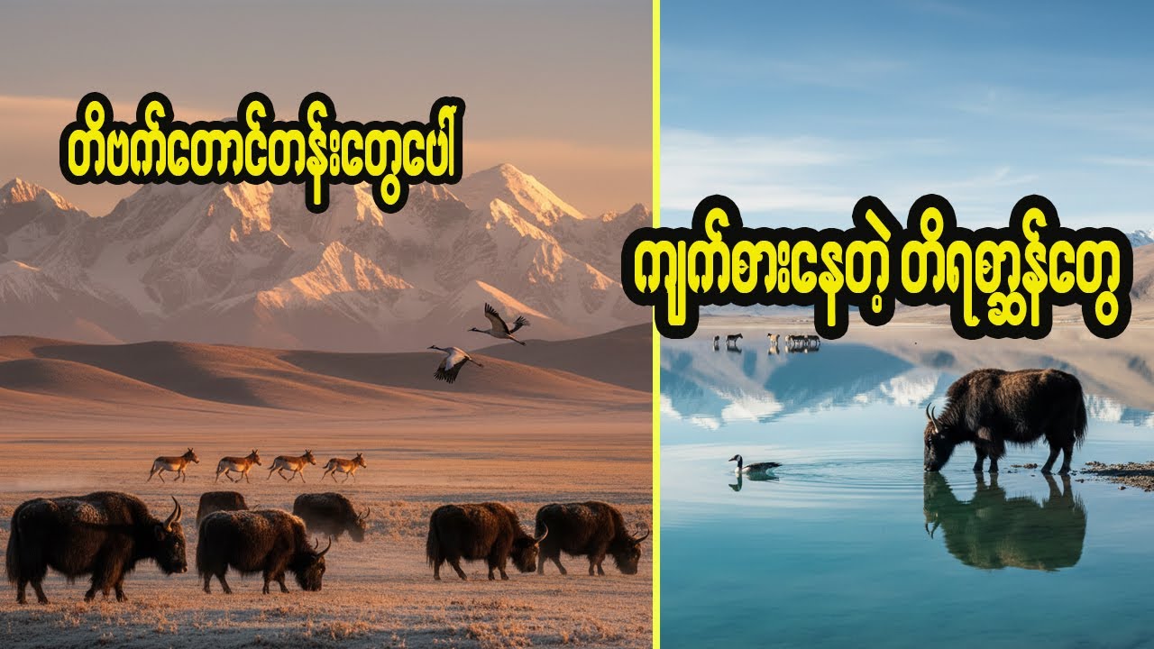 တိဗက်တောင်တန်းတွေပေါ်က တိရစ္ဆာန်တွေ | 𝐃𝐨𝐜𝐮𝐦𝐞𝐧𝐭𝐚𝐫𝐲