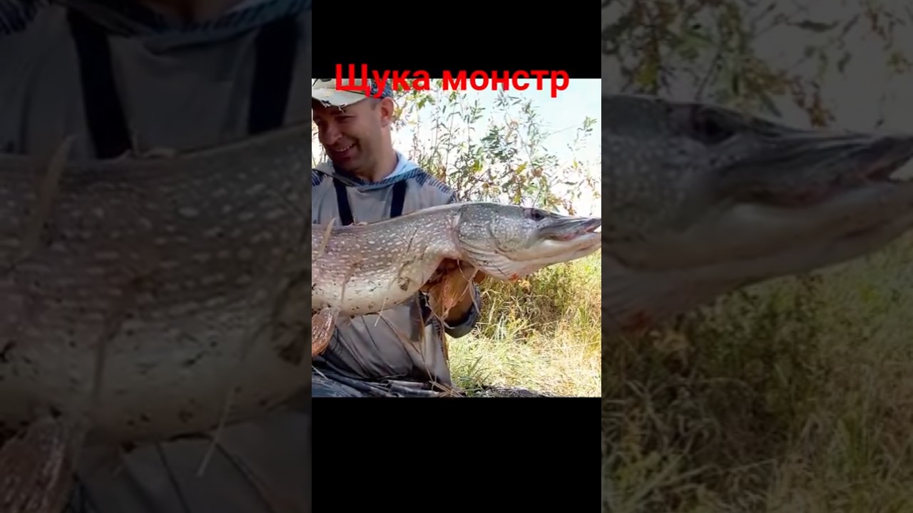 Щука монстр! на микро приманку! 