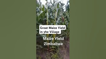 Maize Yield Zimbabwe