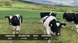 16 Br/Irish Fr Autumn Calving Heifers
