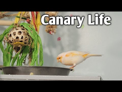 A Day in the Life of Starburst the Mosaic Canary!
