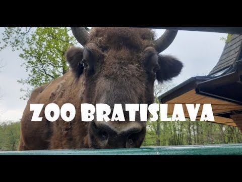 Video: Bratislava Zoo (Zoologicka zahrada Bratislava) təsviri və fotoşəkilləri - Slovakiya: Bratislava