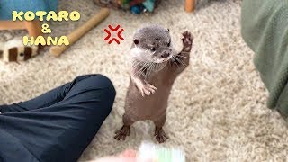 カワウソコタローとハナ　怒った声が可愛いハナと父ちゃんのおもちゃ取り合い　Otter Kotaro&Hana Don't Touch My Toy!