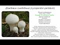 Дождевик съедобный (Lycoperdon perlatum)