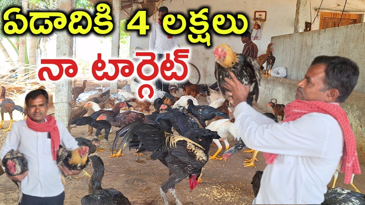 సంవత్సరానికి 4 లక్షలు తీస్తాను natu kolla farm 