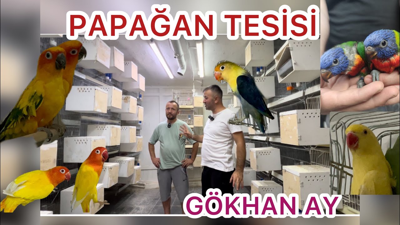 PAPAĞAN ÜRETİM TESİSİ BURSA GÖKHAN AY  KONUR PAPAĞANI SENEGAL CENNET SEVDA SULTAN PAPAĞANLARI