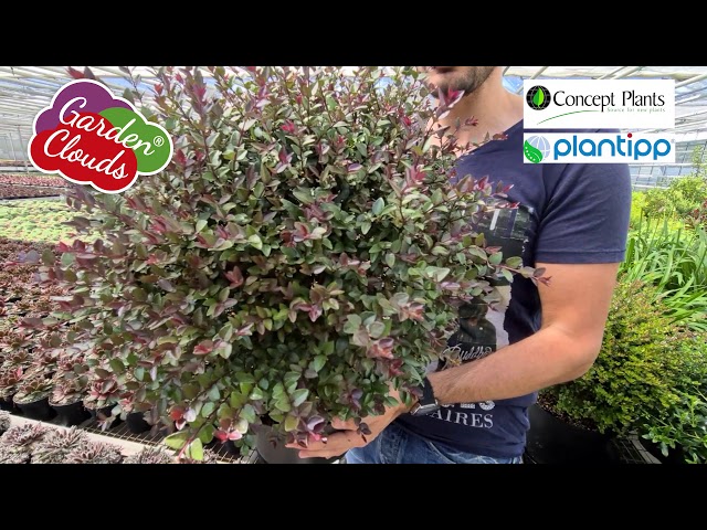 Lonicera Garden Clouds - YouTube
