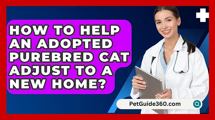 How To Help An Adopted Purebred Cat Adjust To A New Home? - PetGuide360.com