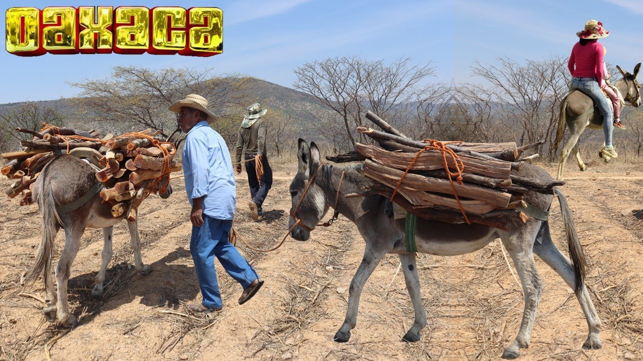 Leña el combustible que se usa en mi rancho en Oaxaca