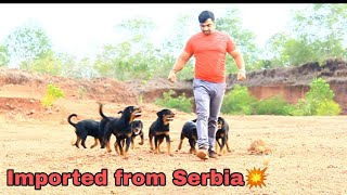 Import Rottweiler puppies|Mentor Timit-Tor|kerala|Bobbyskennel&services|