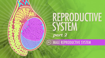 Reproductive System, Part 2 - Male Reproductive System: Crash Course Anatomy & Physiology #41
