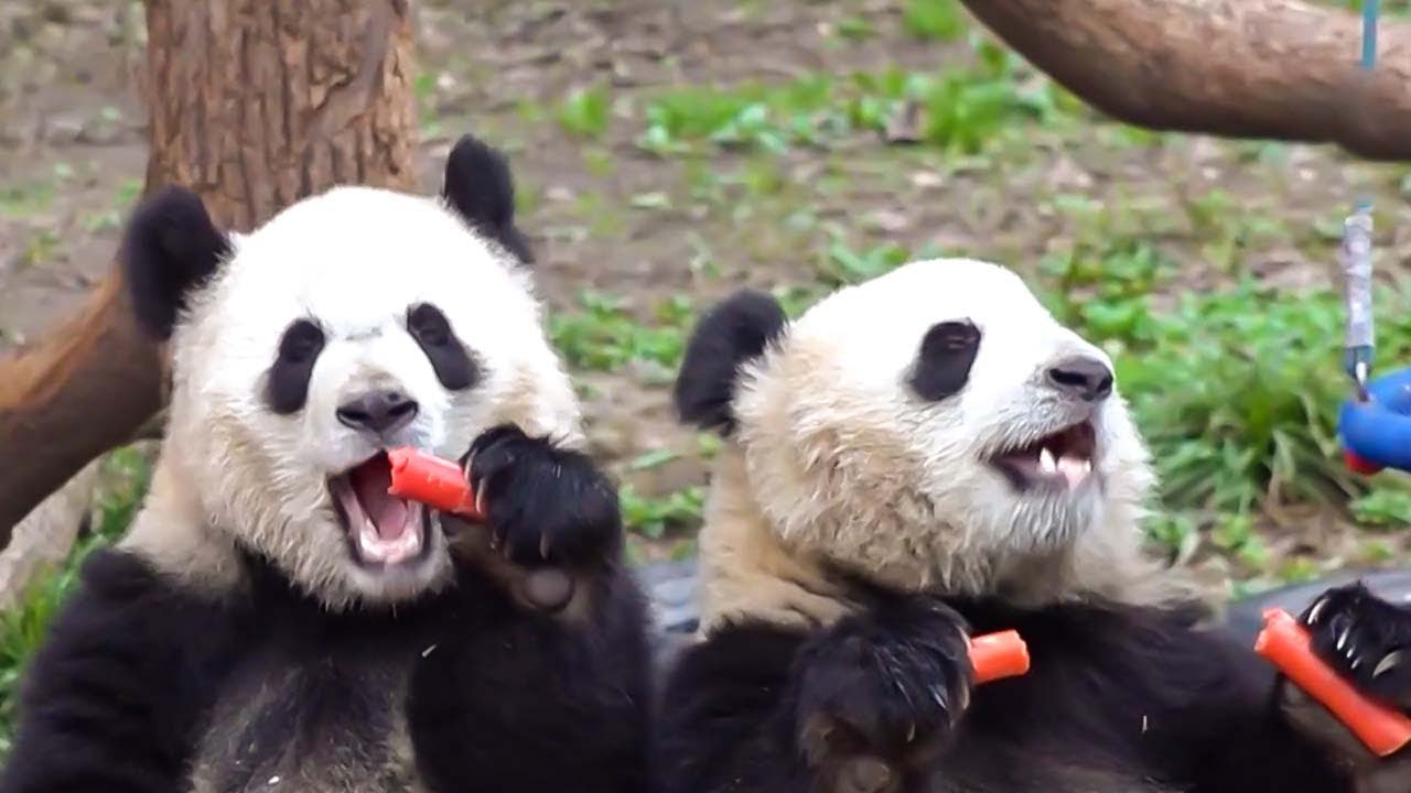 В Китае панд поздравляют с Новым годом вкусными угощениями