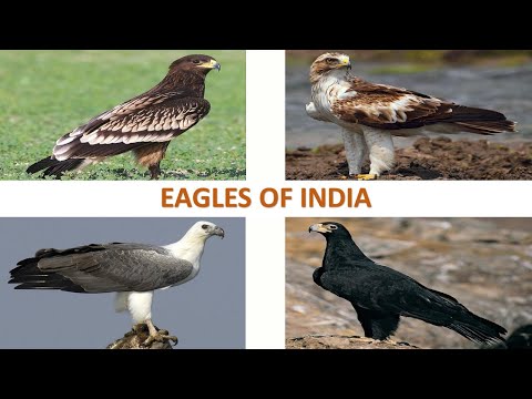 וִידֵאוֹ: מה ההבדל בין נשר שחור לעוף הודו?