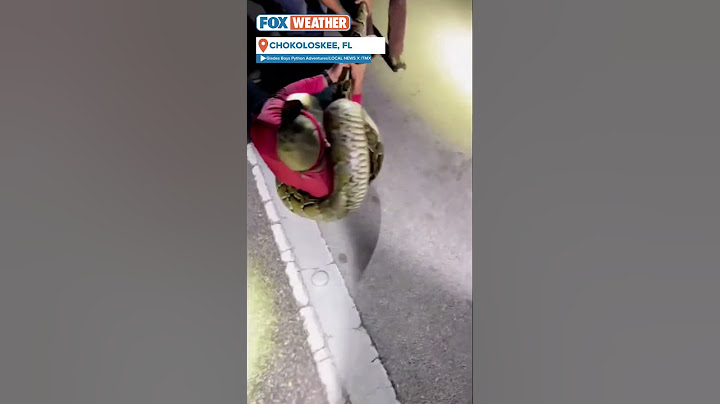 Longest-Ever Documented Burmese Python Captured In South Florida