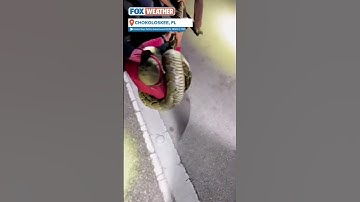 Longest-Ever Documented Burmese Python Captured In South Florida