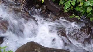 1 Hours Beautiful River Stream. Nature Sounds, Gentle Stream, White Noise for Sleeping, Study by River Sounds 43 views 10 days ago 1 hour