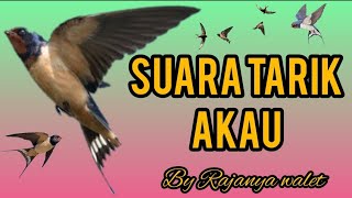 suara walet | suara tarik Walet | AKAU | raja walet