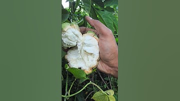 Fresh Custard Apple....#myvillagelifediaries #shortvideo #shorts