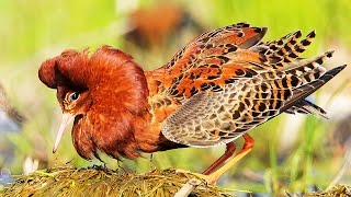 Ruff flock of birds in spring. Displaying males