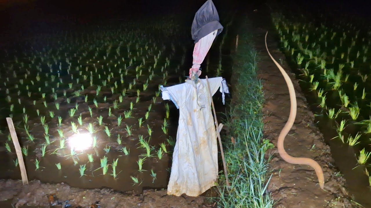 Belut Albino Muncul Tengah Malam Di Sawah