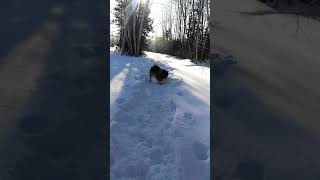 Fredericton, New Brunswick - Snowy Keeshond walk by Khushi Bearest 45 views 6 years ago 1 minute, 15 seconds