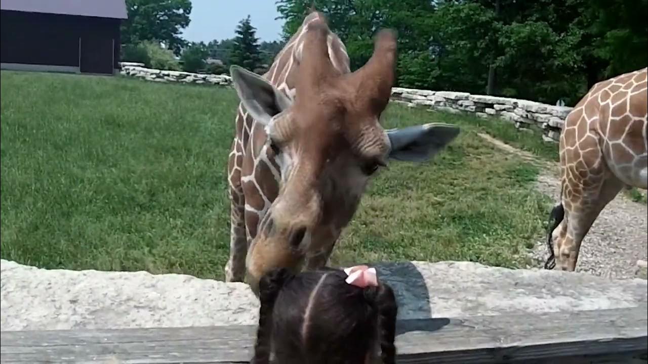 TIMBAVATI Wildlife Park Safari Train Ride and feeding giraffe/camel