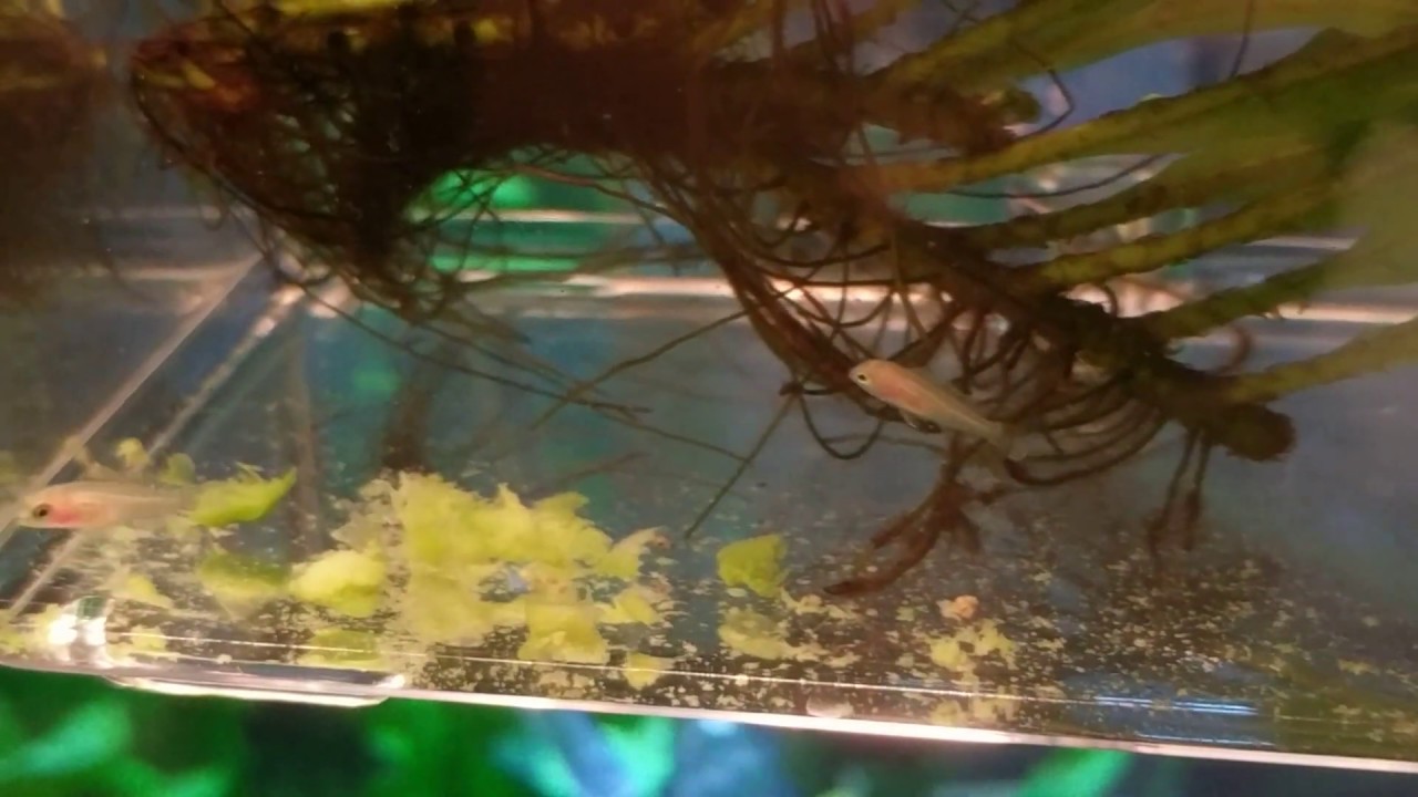 Yellow Lab Fry Yellow Lab Cichlid Fry - YouTube