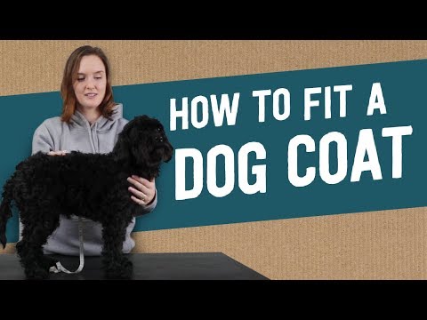 how-to-fit-a-dog-coat