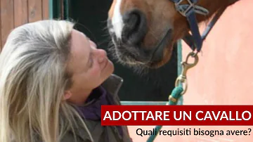 Quanto costa adottare un cavallo?