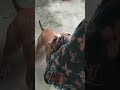 American Bully | Wild