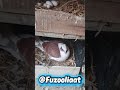 Beautiful Pigeons feeding and breeding #birds #kabootar #kabutar #pigeon #pigeonlover #pigeonhouse