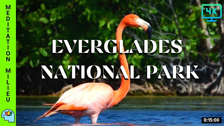 Scenic Relaxation in Everglades National Park for Stress Relief (4K) || Meditation Milieu