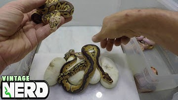 Recessive Genetics #2 Explained NERD Style