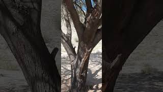 Cerro Johnson, Hermosillo, Sonora. Abrevaderos