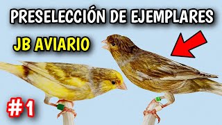 #1 PRESELECCIÓN DE EJEMPLARES EN JB AVIARIO. MANEJO Y OBJETIVOS A LARGO PLAZO