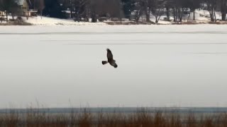 Mississippi River Flyway Cam. First a Hawk then a Northern Harrier - explore.org 12-12-2021
