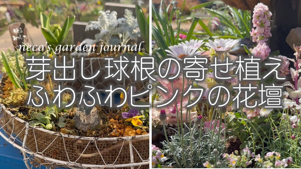 3月のガーデニング]3月の花たち/ハイセンスな芽出し球根の寄せ植え