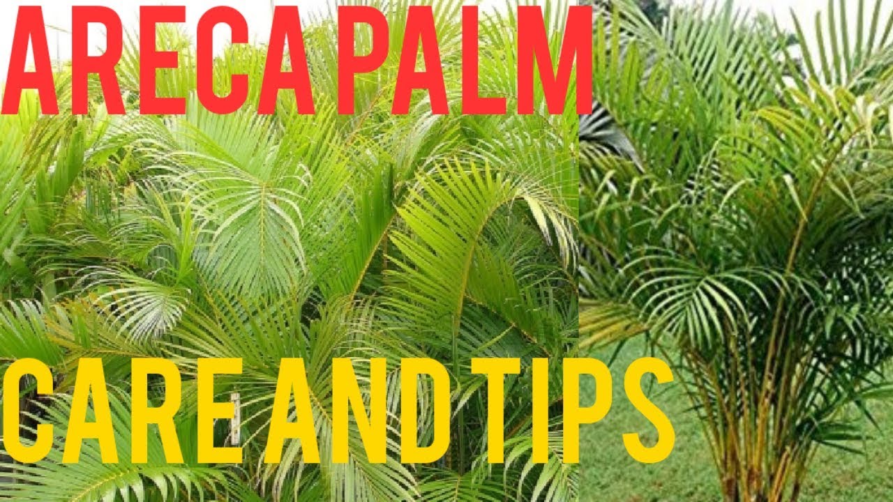 Areca palm plant How to grow Areca palm Golden cane